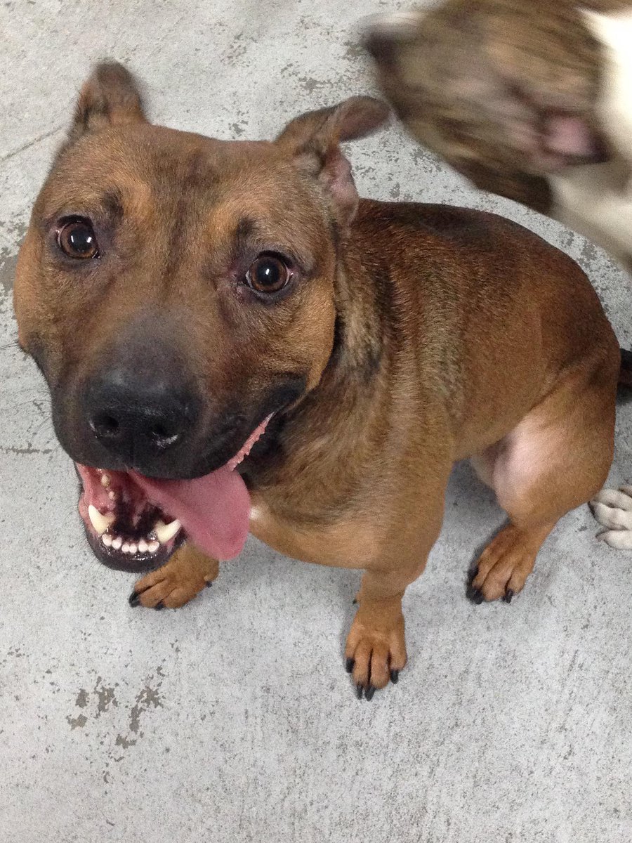 BullyProjectNYC's tweet photo. Help @BullyProjectNYC &amp; @ASPCA #GetTough on dog fighting for victims like adoptable Pickle.  http://t.co/HHO7CJtnBu http://t.co/MJh8fMqzxb