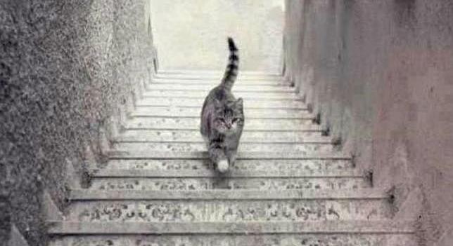 A3Noticias's tweet photo. Una nueva cuestión sacude las redes sociales: ¿Este gato sube o baja las escaleras? http://t.co/3pIoy23meG http://t.co/D587t5cMMz