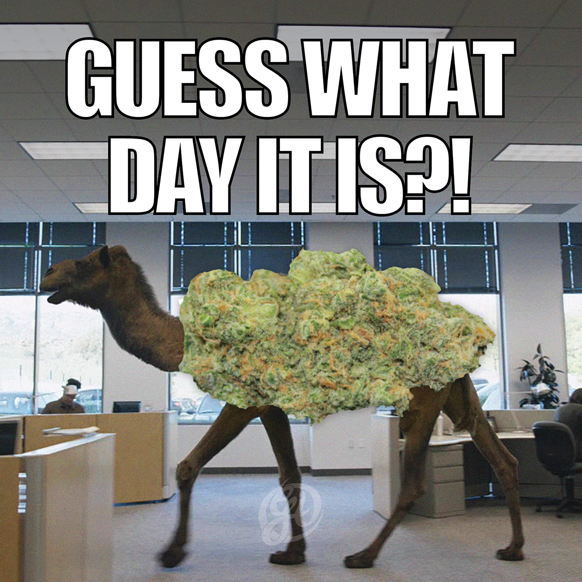 GreenhouseHC's tweet photo. Happy #HumpDay! Come in and see us for great Daily Specials! #greenhouseherbalcenter #greenhousehc http://t.co/vARKXd9SVO