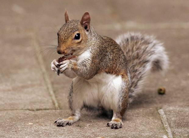 ricethesquirrel's tweet photo. Squirrel, hard to say, cute to play with.http://t.co/u9NwlARNiB http://t.co/ojzf0r1JUp