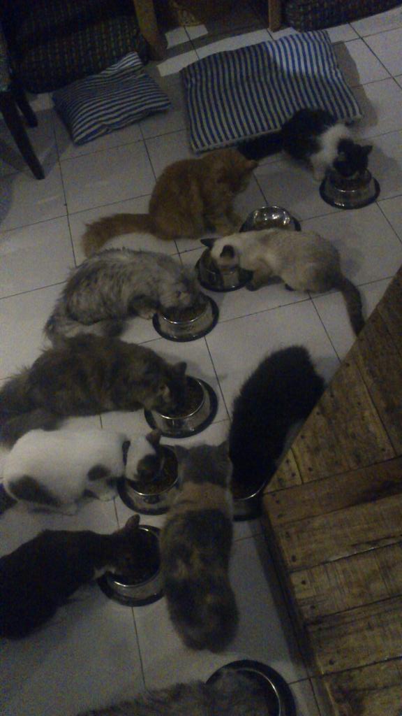 raineemma169's tweet image. No injuries can ruin our day with these cute babies :)) @gaillerios  #sprained #meow