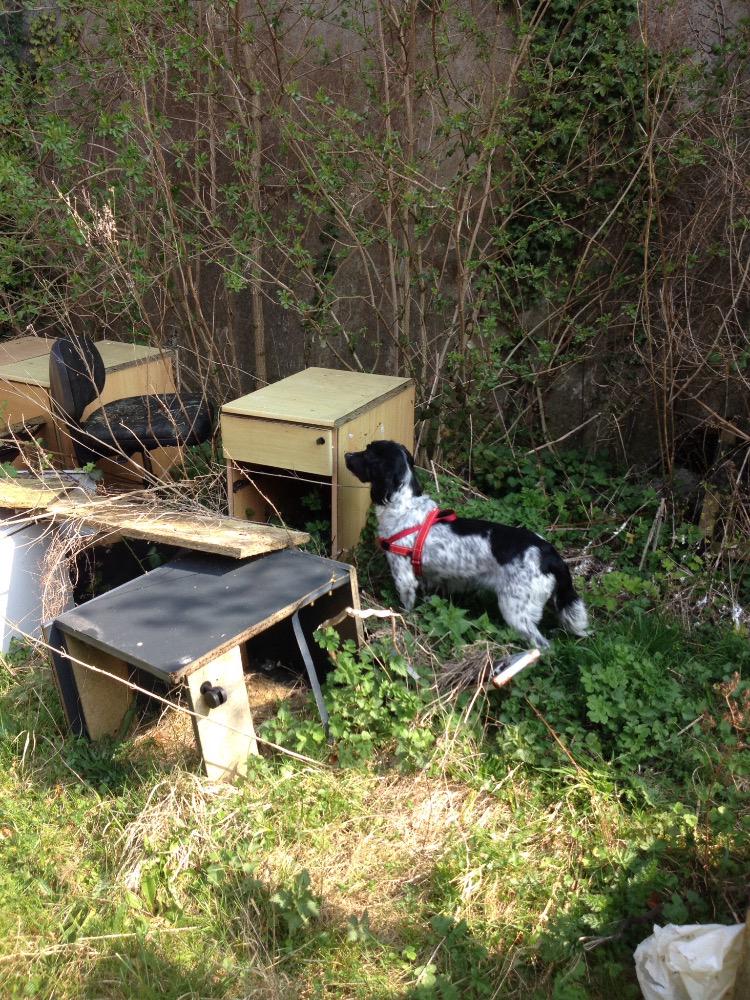 K9Lessons1's tweet image. HFR dog Millie indicating to handler Andy the presence of flamable liquids during training at Fort Widley