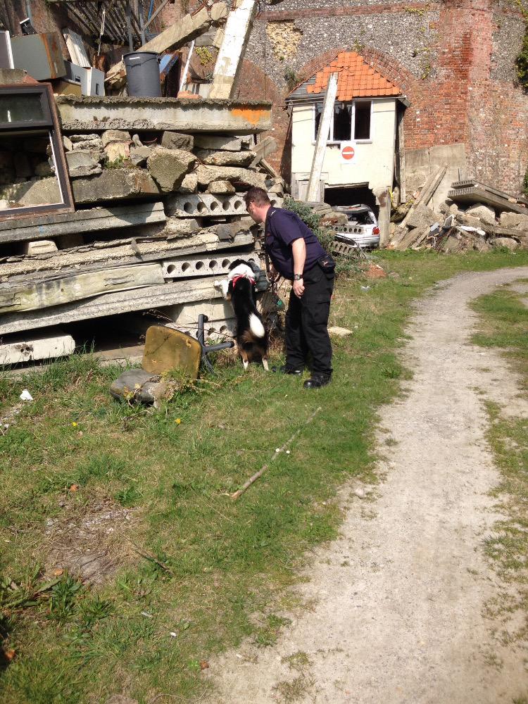 K9Lessons1's tweet image. HFRs dog team Sean &amp;amp; Harvey in action during training at Fort Widley with K9 Lessons today