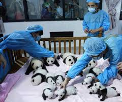 SaveThePandas07's tweet image. Save the Pandas!!!!!!!!!!!!!!!!!!!!!!!!!!!