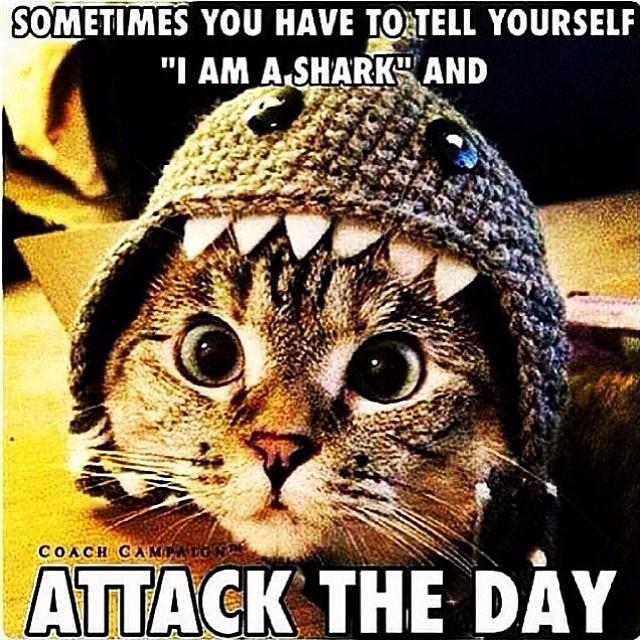 LossipOfficial's tweet photo. Go attack the day! It's half way through the week. 🙌🙌😉💪 #Lossipers #humpday #CarpeDiem http://t.co/aBt4WFTwam http://t.co/URvP6V2PrF