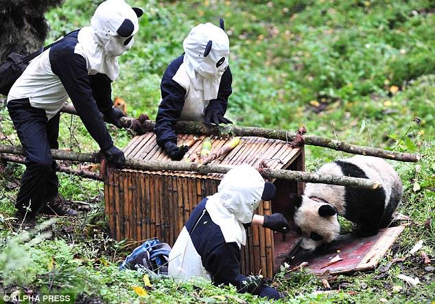 SaveThePandas07's tweet image. Here are some volunteers helping to save some pandas.
To be a volunteer send an email to savethepandas@gmail.com
(:3)
