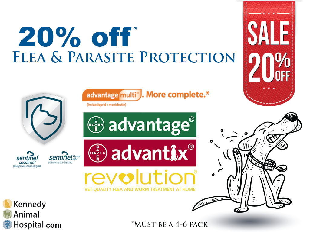 Kennedy Animal (KennedyAnimal) Twitter