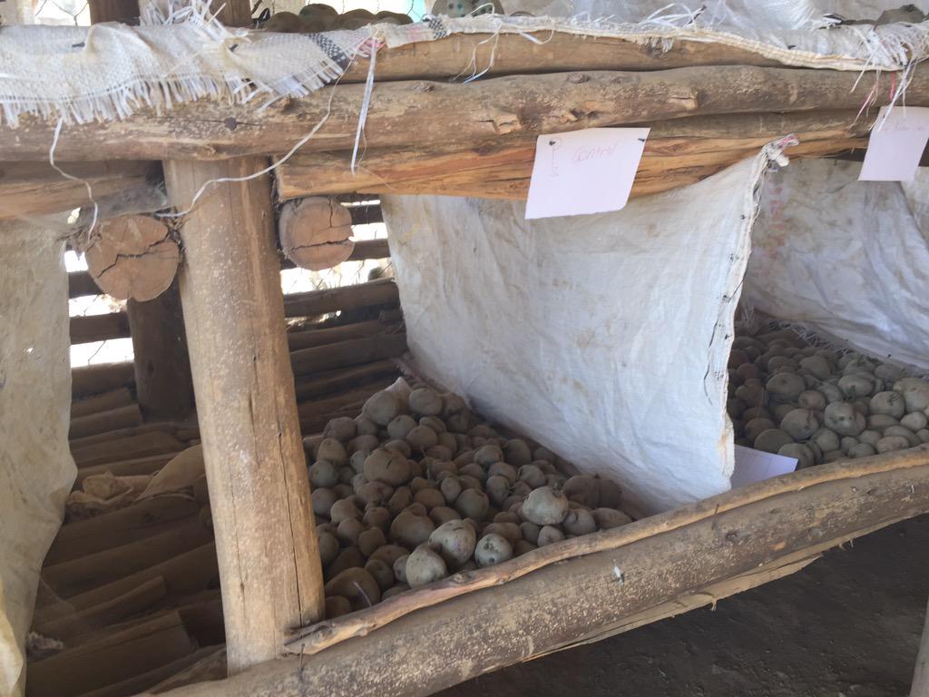 ProfKindeya's tweet photo. A field visit to #Shewit seed cooperatives; very innovative & full of optimism; barley, potato #gd partner of #MU http://t.co/V5mqrLtjtK