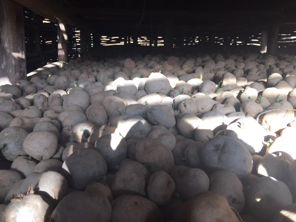 ProfKindeya's tweet photo. A field visit to #Shewit seed cooperatives; very innovative & full of optimism; barley, potato #gd partner of #MU http://t.co/V5mqrLtjtK