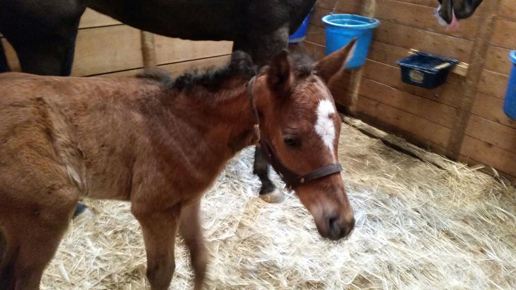 ShanelleWingert's tweet photo. Baby and Mom are finally home from the hospital! She's doing much better but still needs to gain her weight back.. http://t.co/n2o2oyChoI