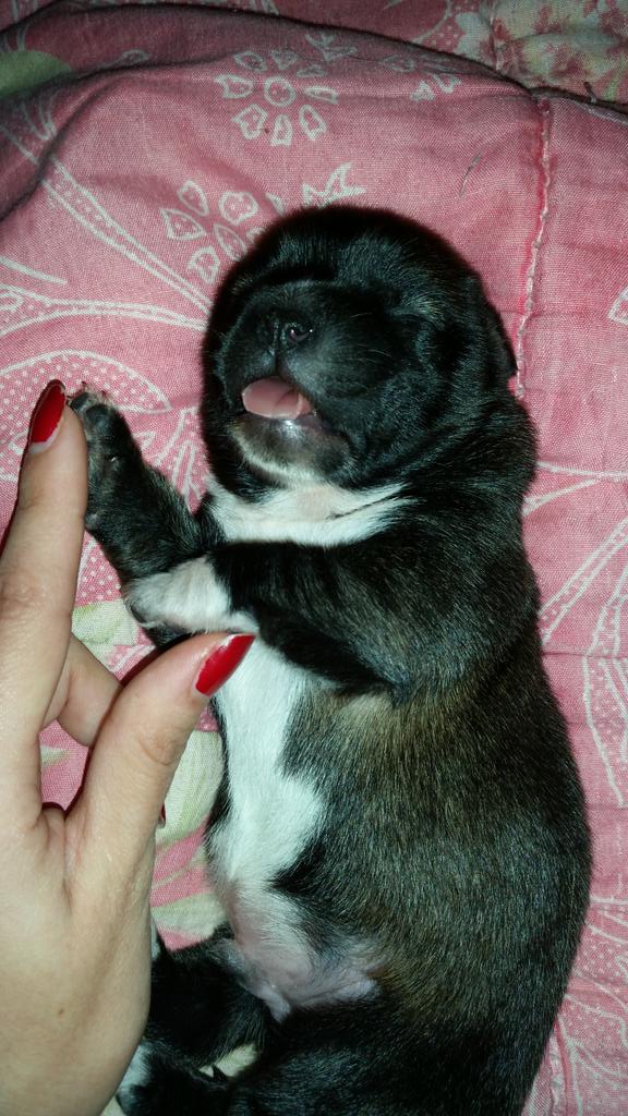 Crisstina88's tweet photo. Mira mi Angi que dulzura tengo!! @Anboy88 ❤ http://t.co/ZNvAZ36AFv