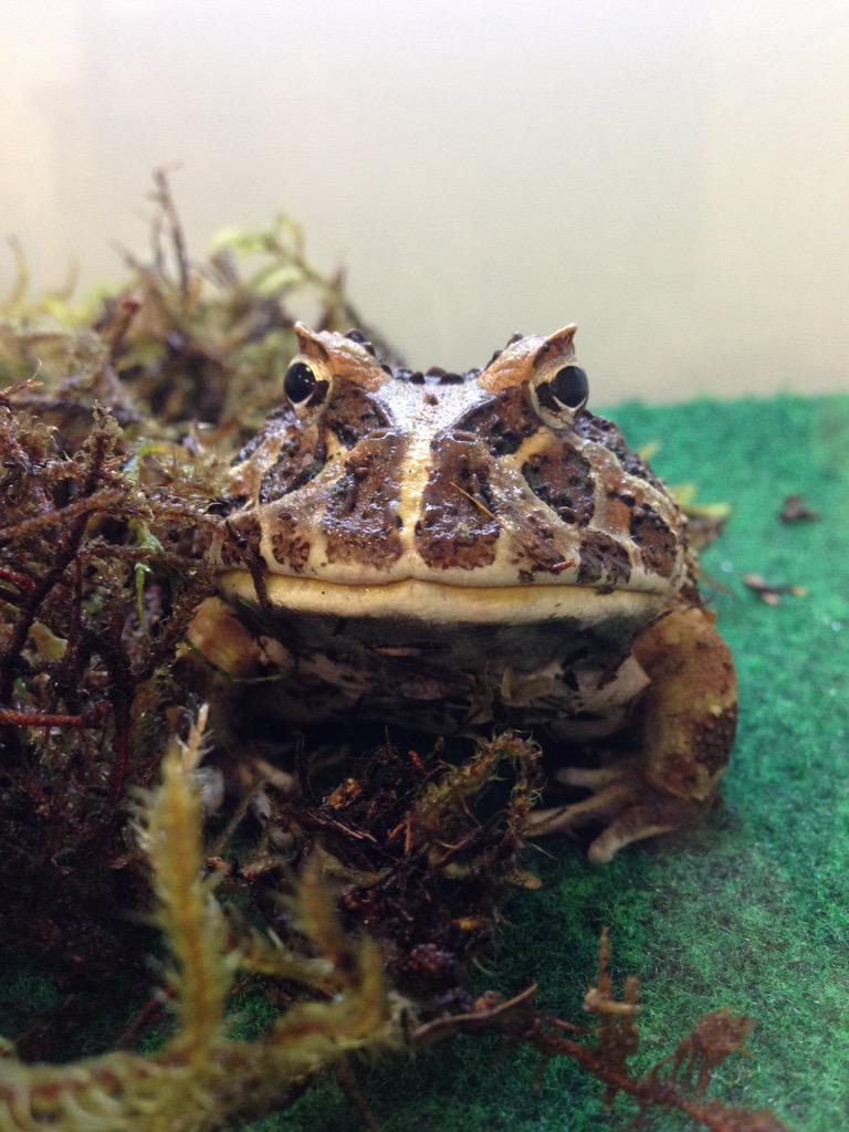 happy_bluebirds's tweet photo. I hate it when my coworkers give me that skeptical look. #judging #lifesciencemuseum #pacmanfrog http://t.co/vCS8gbLy7i
