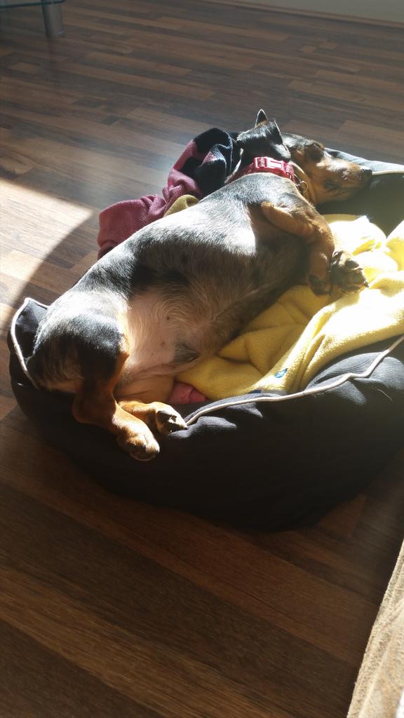 Enjoying the sun in sunny England my gorgeous boy rolo <a href="/dachshund/">Gavin</a>