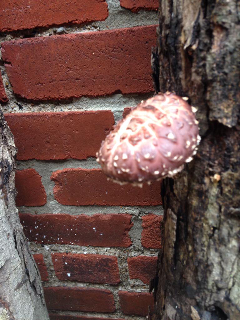 tillfare's tweet image. Tonight #onlylocal. Dishes featuring only locally sourced ingredients