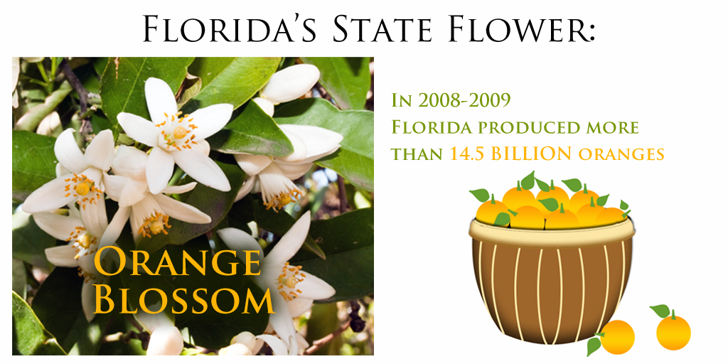 #Florida’s state flower is the #orange blossom. More fun FL facts: bit.ly/1DAuy09 #LoveFL #USStateFacts