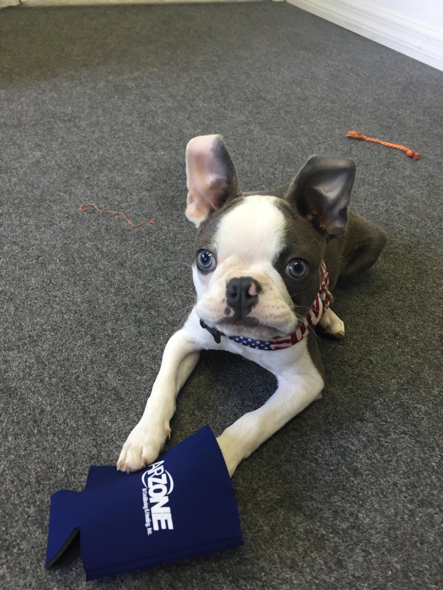 ACRepairsTampa's tweet photo. Office pup Gunner reminding you to have preventive maintenance on your system! Stop costly repairs before they start! http://t.co/LBkj0IqR60