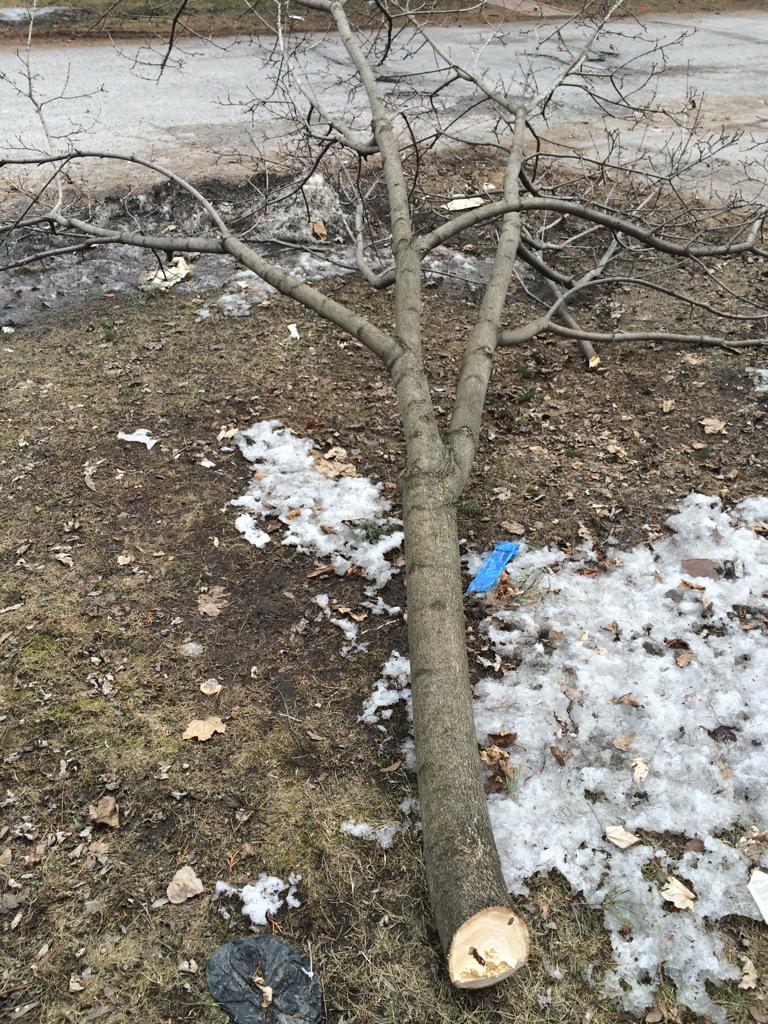 WintuckyHigh's tweet photo. Lenny didn't know what to do with himself so he cut off a huge fuckin branch. #noweed #40days http://t.co/I8dIBaLLpx