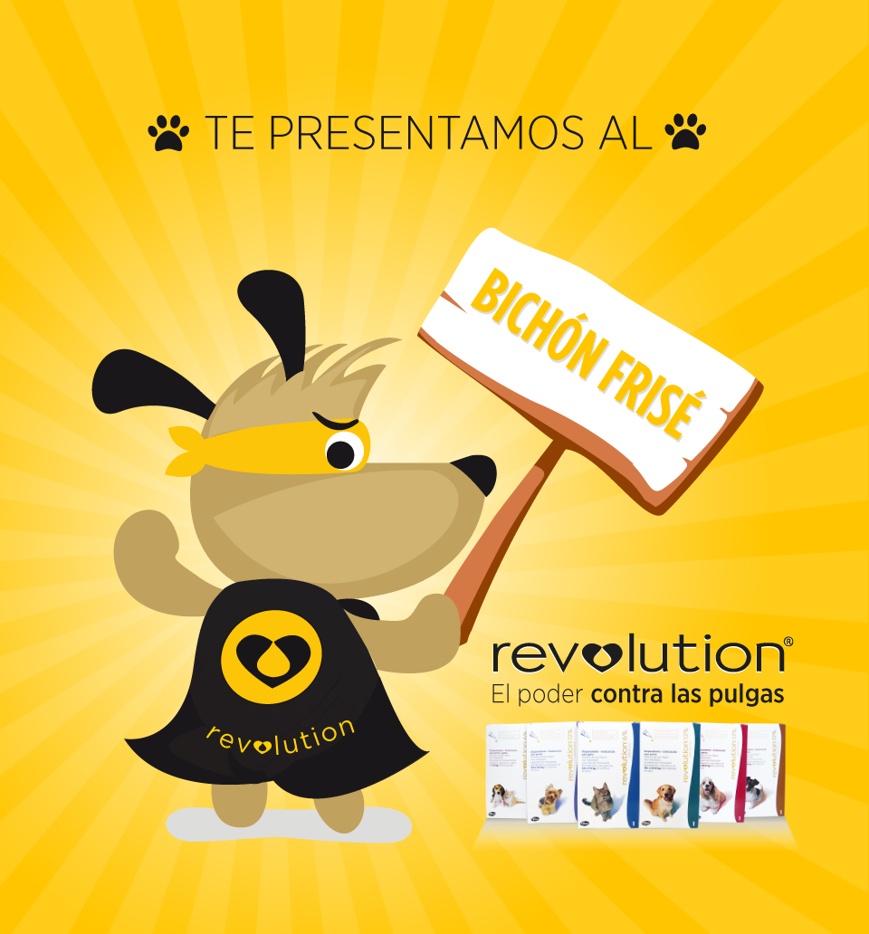 Revolutionarg's tweet photo. Desde Bélgica te traemos al #BichonFrise: agradable y divertido, de pelo blanco y rizado. RT si tenes uno! http://t.co/cS6dQb9PRX