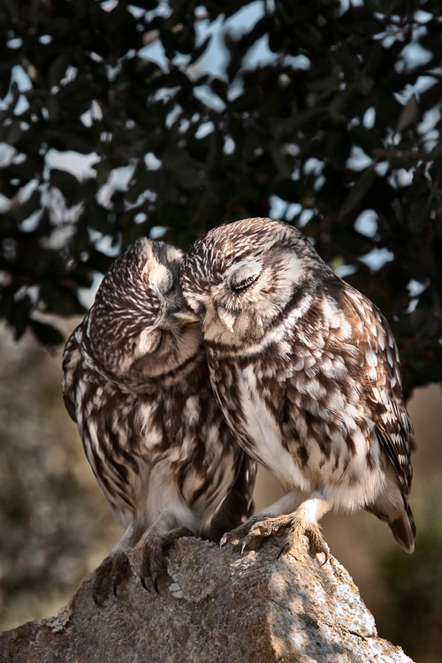 janmpdx's tweet photo. #ThisCouldBeUsBut you only have eyes for Schelling. 
#OwlsOfMinerva http://t.co/0OJlhWfqBx