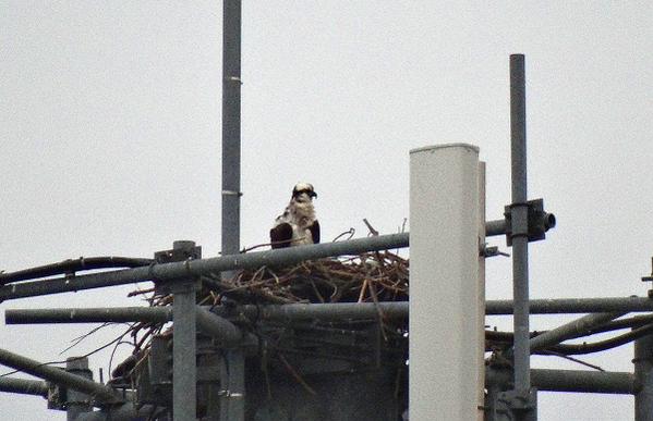 Jaystam97's tweet photo. RT More #SignsOfSpring: Osprey returned this weekend to nest in cell tower near @RBGCanada wetlands! #nrt255  http://t.co/a8gEvyJqki"