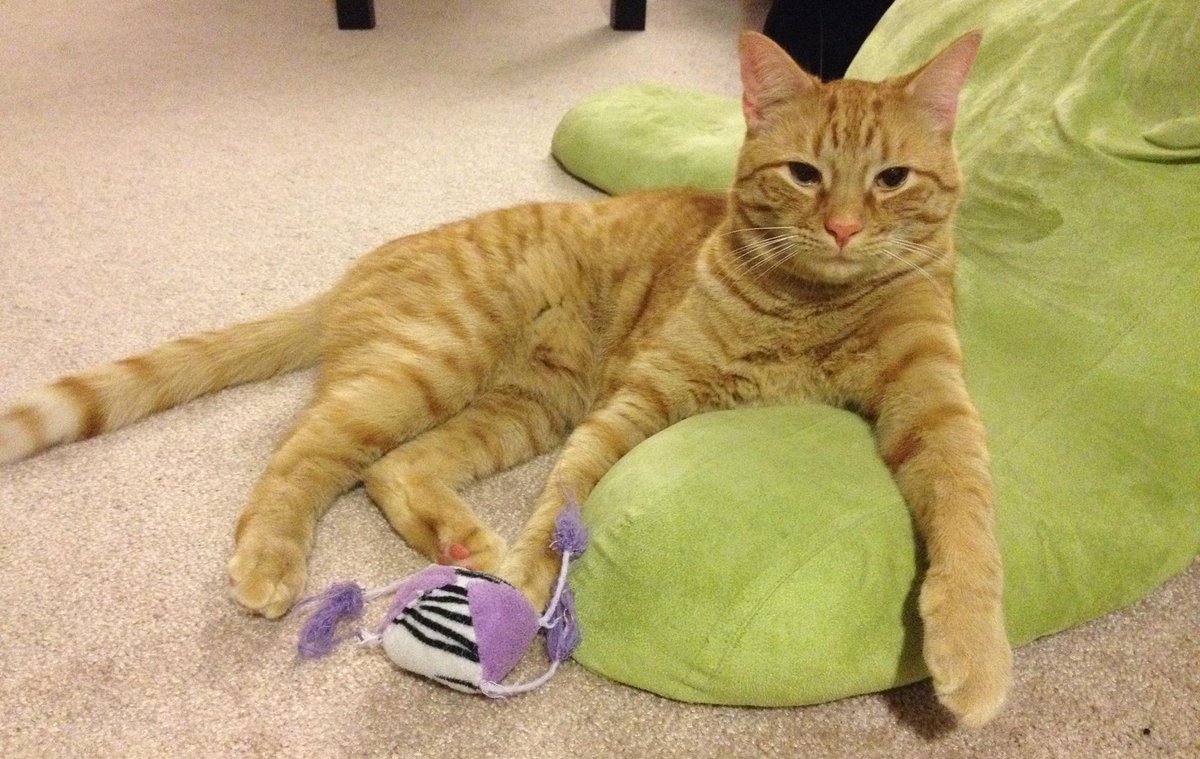 CatlateralDMG's tweet image. Wil loves playing fetch with his plush tassel ball. What's your cat's favorite? Show us &amp;amp; we'll RT! #CatPicWednesday