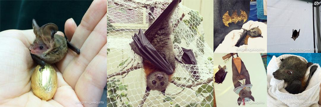 instagram's tweet image. Nursing bats back to health with Caroline Greco blog.instagram.com/post/115866622…