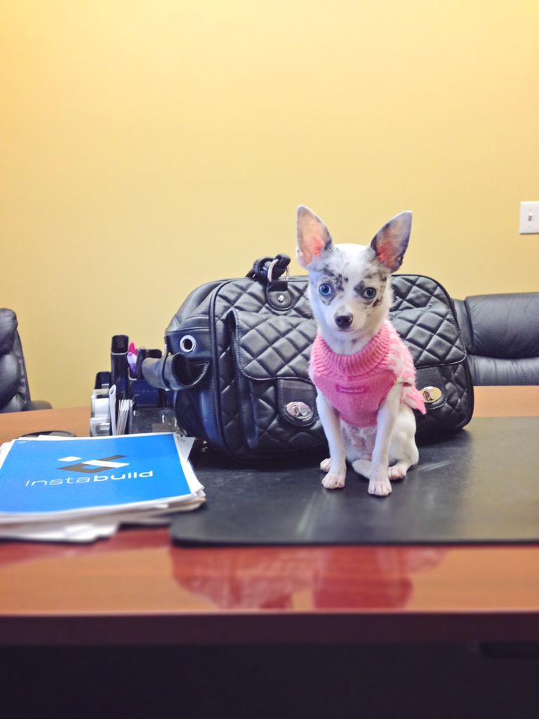 sarahzimmies's tweet image. When the boss calls you into the office: "I'd really like more treats in my bowl #thatdbegreaat" @instabuild