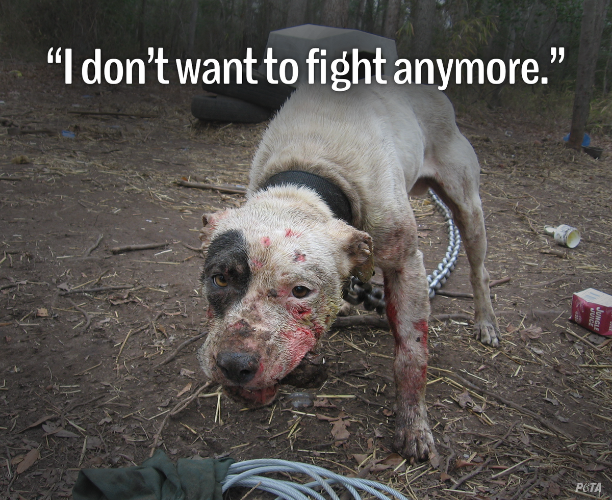 peta's tweet photo. Today is #NationalDogFightingAwarenessDay.

RT if you know dogs are lovers, NOT fighters! http://t.co/AzbpNzbNsg