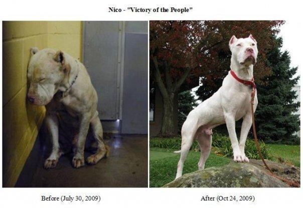 Signing off! I have babies in need of attention. THIS is why I do what I do! #foreverhomes #rescuedog<a href="/tag/ahs"class="tags"><span>#ahs</span></a><a href="/tag/rescuedog"class="tags"><span>#rescuedog</span></a><a href="/tag/foreverhomes"class="tags"><span>#foreverhomes</span></a>