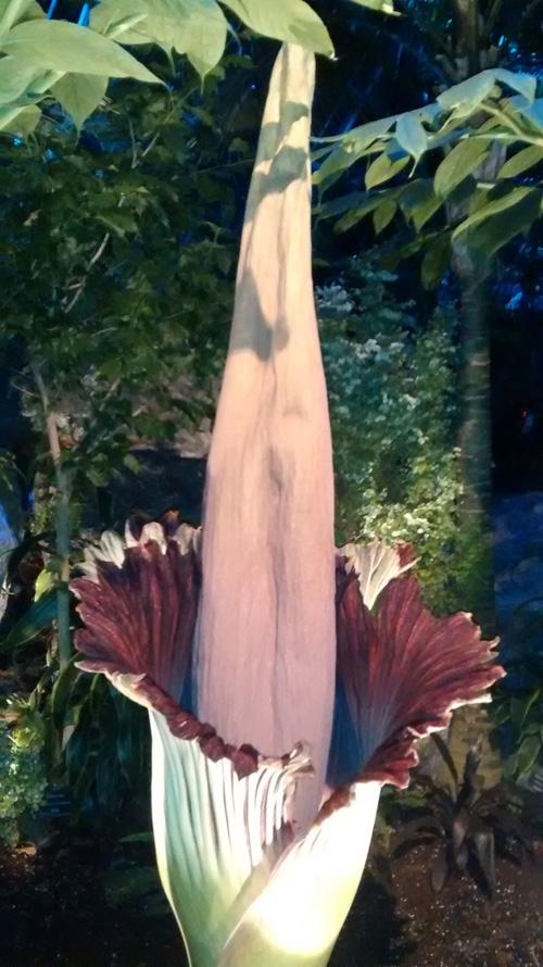 CrisiaT's tweet photo. Who needs sleep? Visited #Putrella at the Muttart Conservatory at 2 am last night! #yeg #corpseflower http://t.co/fg11DcKeOJ