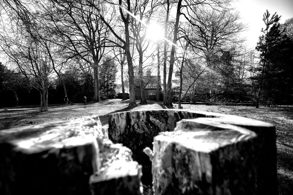 eye4photo_uk's tweet photo. A bark up the wrong tree @LiverpoolParks @WooltonL25  #ReynoldsPark http://t.co/60qQtBJA8K