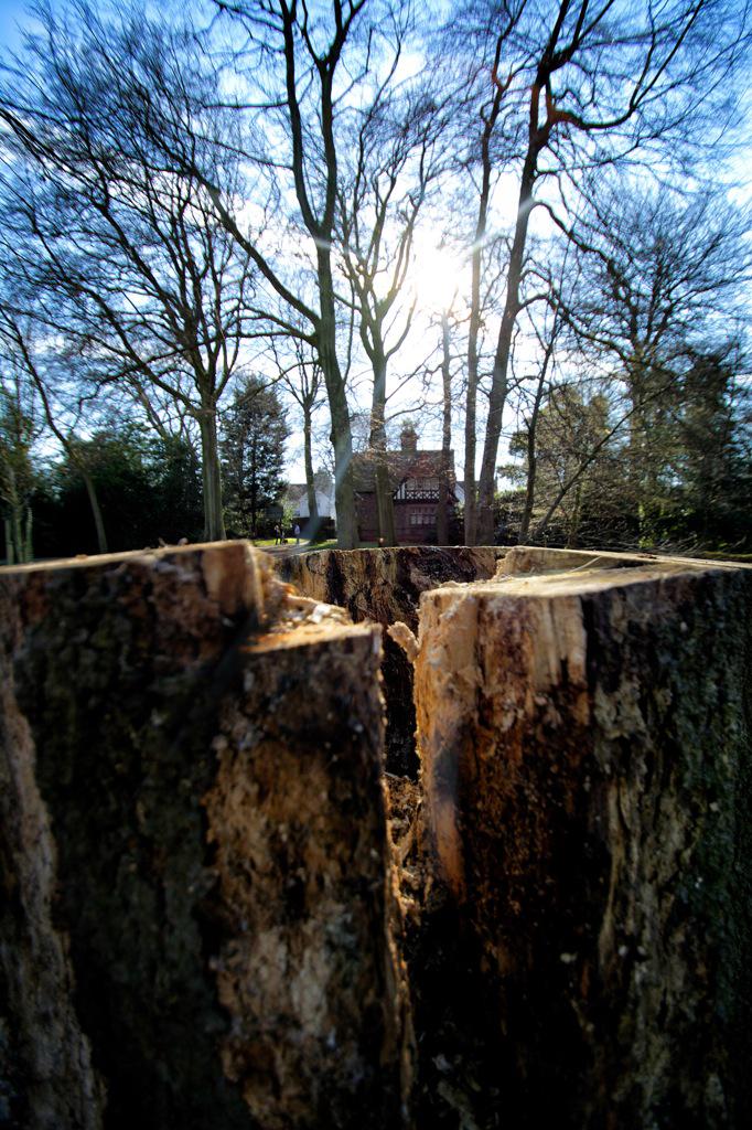 eye4photo_uk's tweet photo. A bark up the wrong tree @LiverpoolParks @WooltonL25  #ReynoldsPark http://t.co/60qQtBJA8K