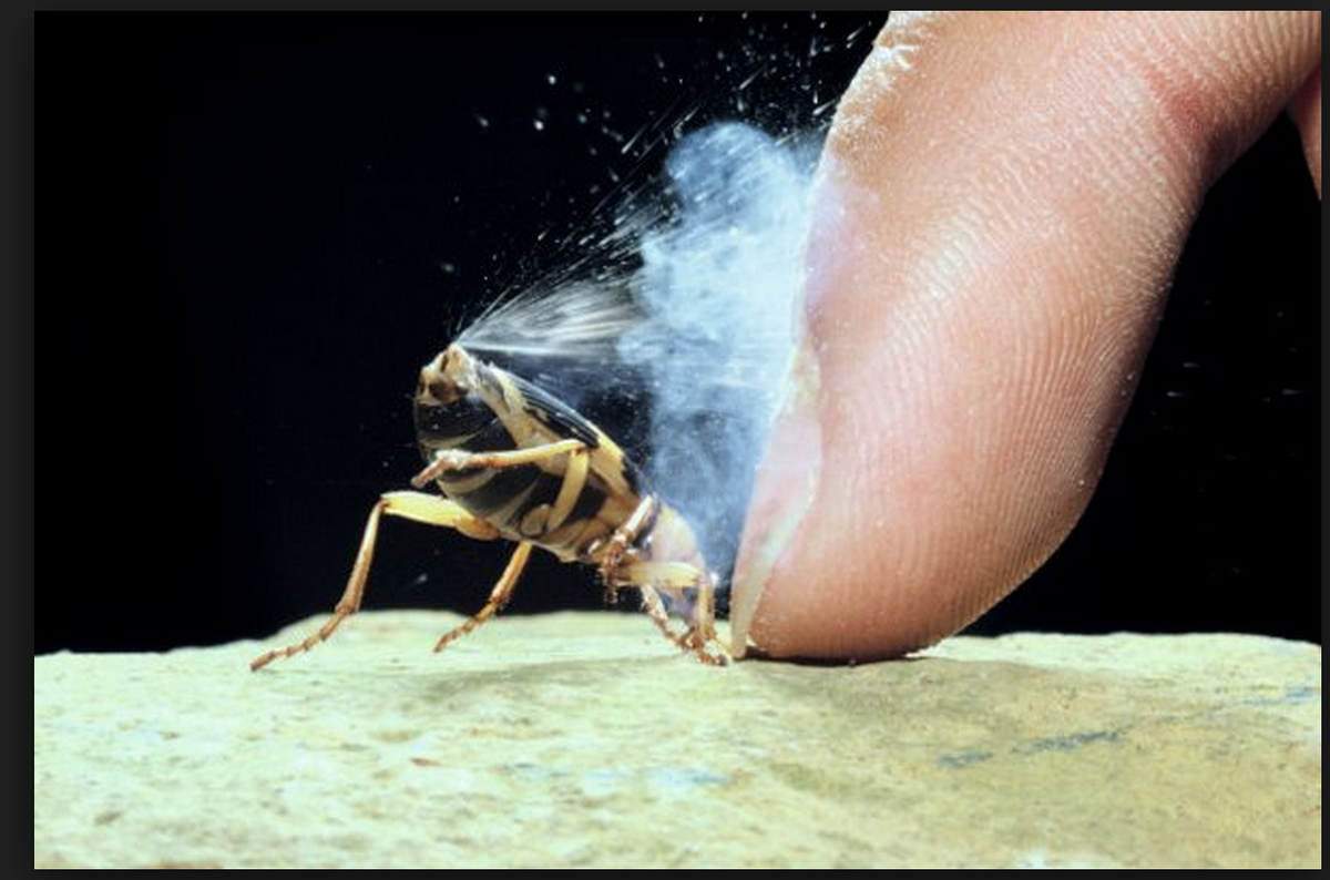 Ahmadgill789's tweet photo. Cool picture showing the defense mechanism http://t.co/5k07xpmYut