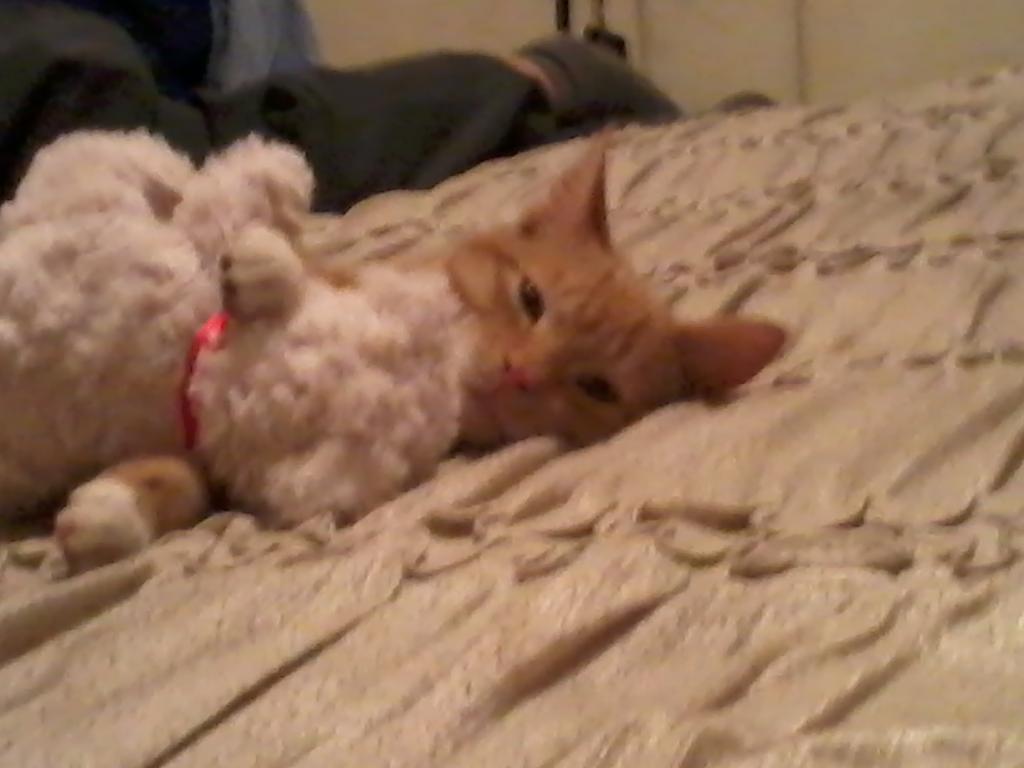 AyeshaD_10's tweet photo. I simply love my cat coz there is no other like him http://t.co/vQ3t9MK4Cs