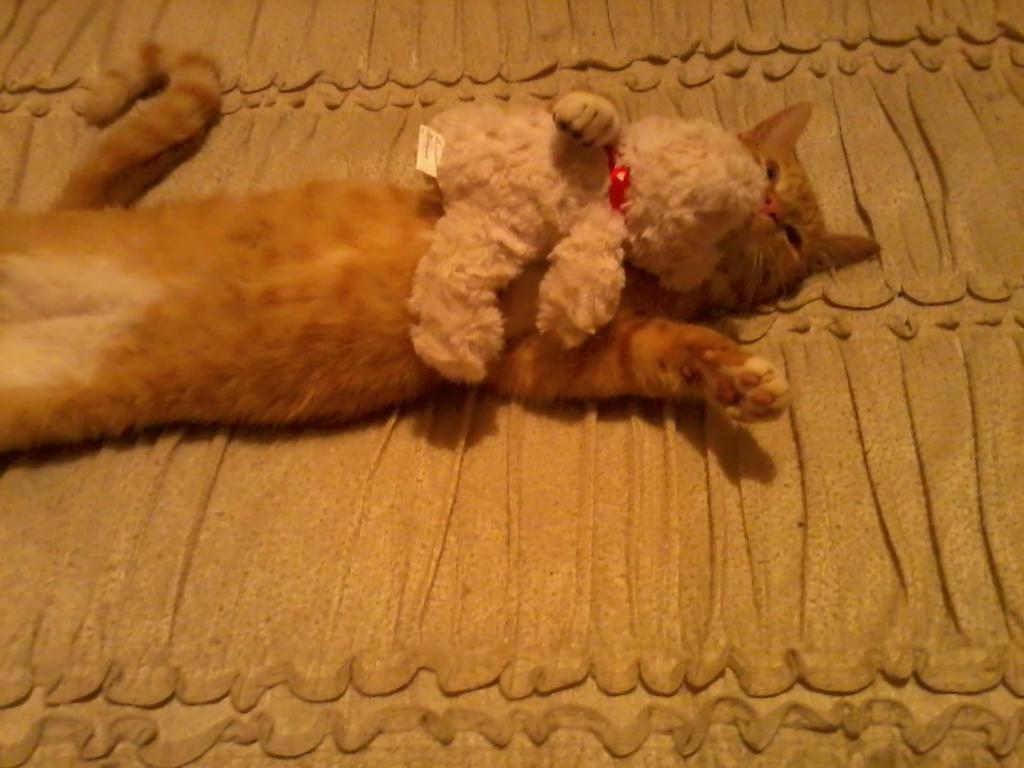 AyeshaD_10's tweet photo. I simply love my cat coz there is no other like him http://t.co/vQ3t9MK4Cs