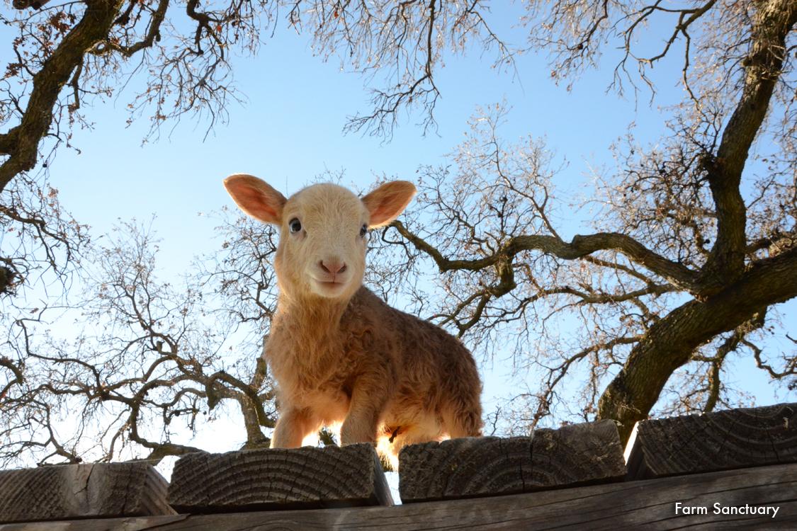 I've got a name: Zuri, at <a href="/FarmSanctuary/">Farm Sanctuary</a> #farmsanctuarylife #vegan