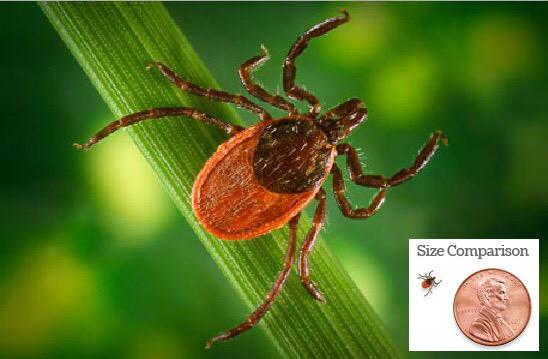 MississaugaAH's tweet photo. It's time to talk about Ticks!!

https://t.co/GduIKrvcl5 http://t.co/Y86VGN1uU3