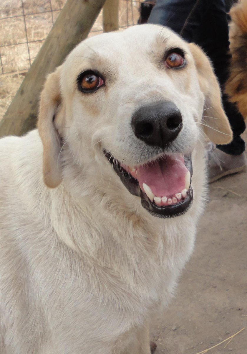 Marce García 🇨🇱 🐶💕😈 tweet media