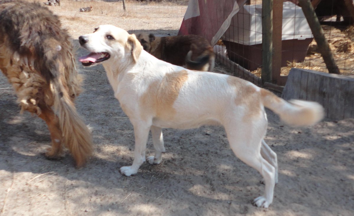 Marce García 🇨🇱 🐶💕😈 tweet media