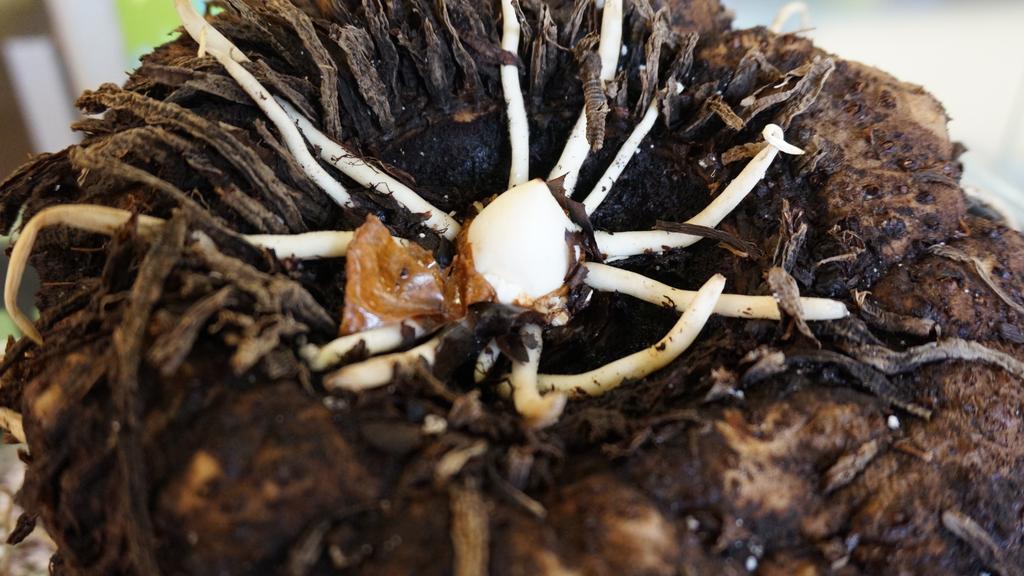 yegventures's tweet photo. Can't touch #Putrella but you can be hands-on with a #CorpseFlower tuber at #Muttart!! @CityofEdmonton @yegparks #yeg http://t.co/zDA26fqeGP