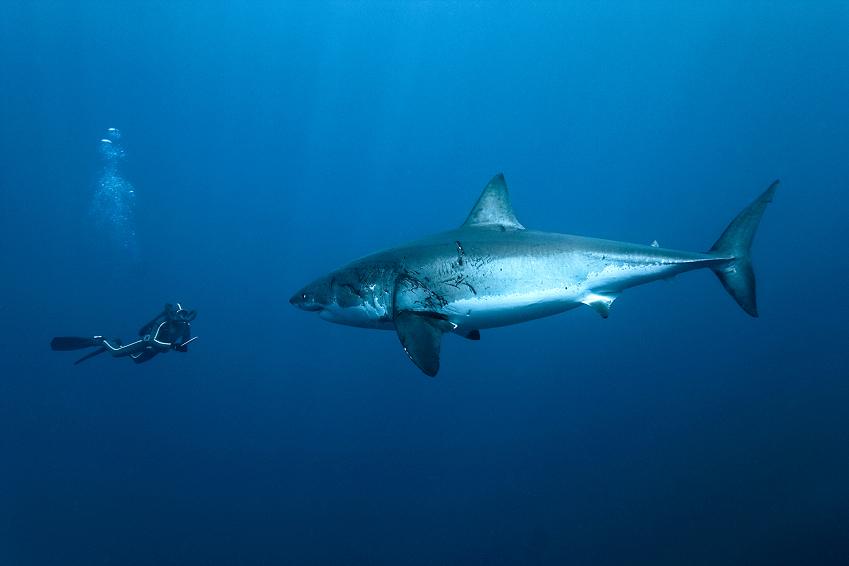 YellowKorner_SH's tweet photo. Encounter with a #WHITESHARK - Photograper Pascal Kobeh The shoot took place off the coast of Mexico on the Pacific. http://t.co/D8KMFa3FtQ