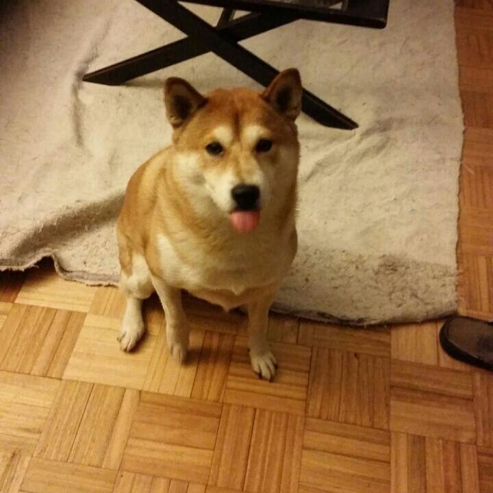 night_of_fate's tweet photo. Yo no tengo un erizo

Pero tengo un shiba gordo (? http://t.co/RYzPQEBMPe
