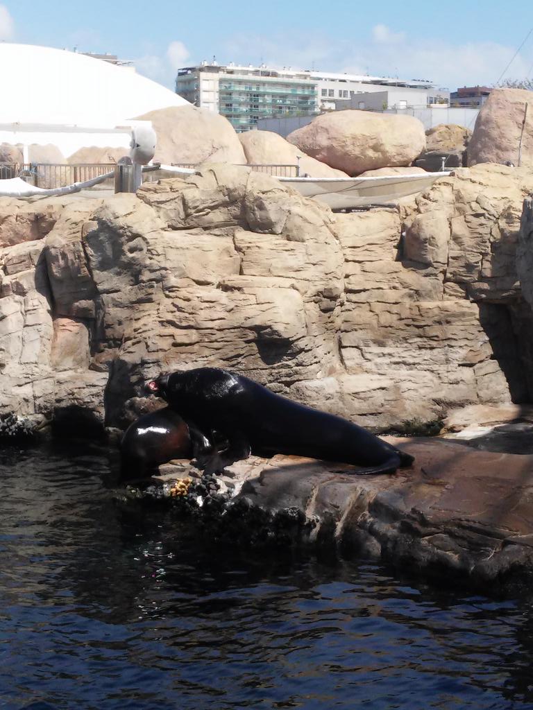 JandreaLop's tweet photo. #Oceanográfico 😍😍😍💏🌞🌊 http://t.co/gXj6RPVL3h