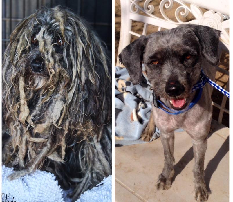 pinkypawsresq's tweet photo. @UpperJRT https://t.co/Z43IcSpnEt saw the mop dog commercial I have a rescue in Ca I rescued a dog named Bob Marley. http://t.co/1FXG2ghw7b