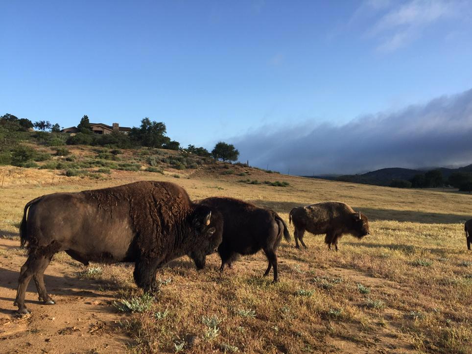 Bull on left is "Standing Eagle," wanted to, um, stand his eagle in Harley the female. Rancher - "Best stay in truck"