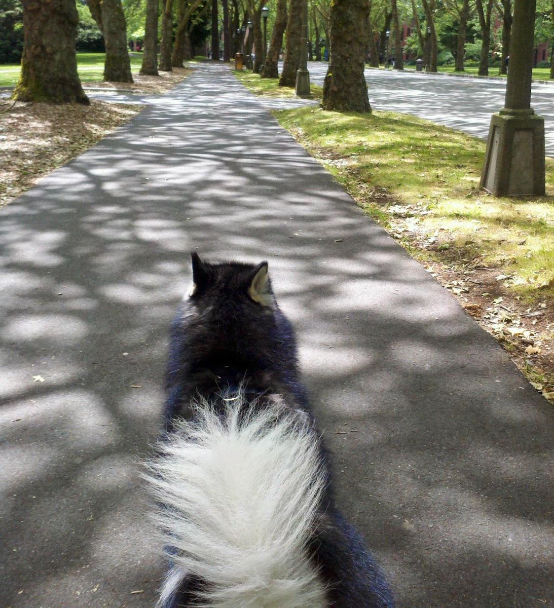 UW's tweet image. Nice day for a walk with Dubs, the @UWMascot