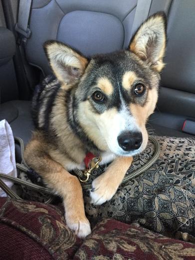 VictoriaHumane's tweet image. On a road trip with Sammie to the vets ! Fingers crossed leg is healing andante an start looking for her forever home
