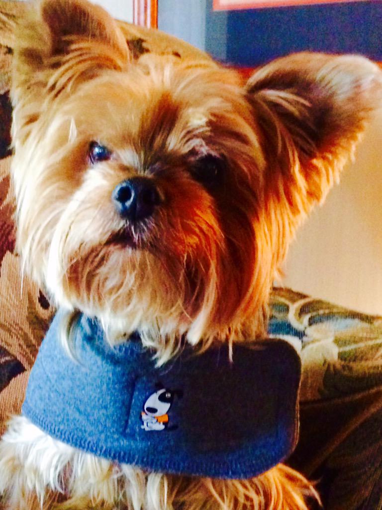 MicheleCocking's tweet photo. Ready for the storms. Flashlight, dog treats and Thunder vest on!! #MOJO #THUNDERVEST #tornado #storms #Kansas http://t.co/g1H9JW3kCo