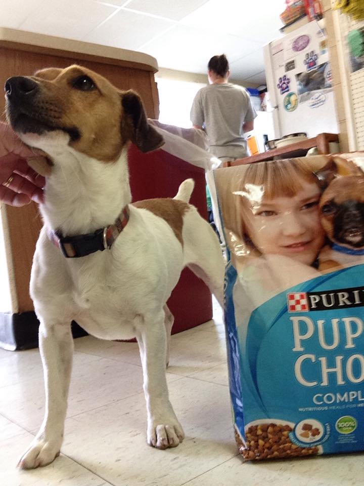 JCCFWV's tweet photo. Jackson County Animal Shelter in need of Purina cat and puppy chow  http://t.co/ZJfxntmtCK http://t.co/HBLQguJO2O