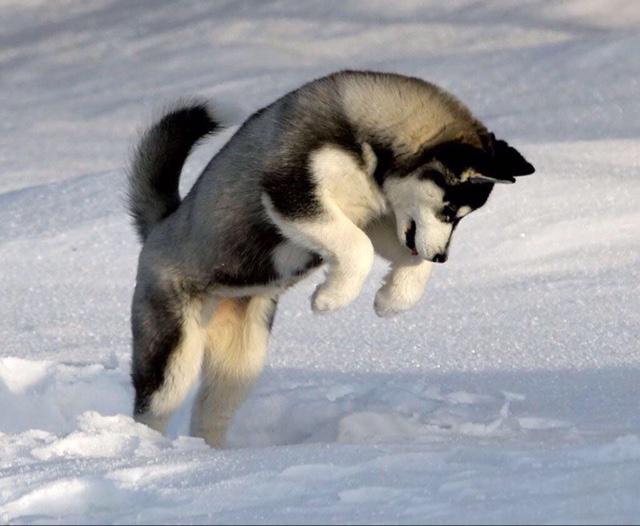 PuppEmergency's tweet photo. Playing in the snow ☺️ http://t.co/OWYYbUmYPU